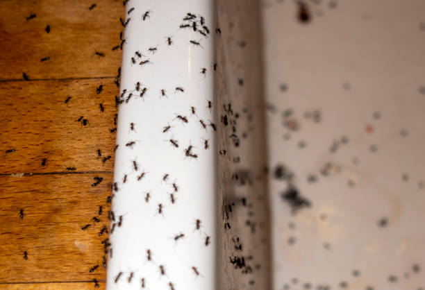 Best Bed Bug Extermination  in Paramount Long Meadow, MD