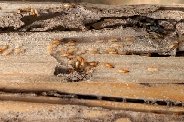 Best Affordable Pest Control Services  in Paramount Long Meadow, MD