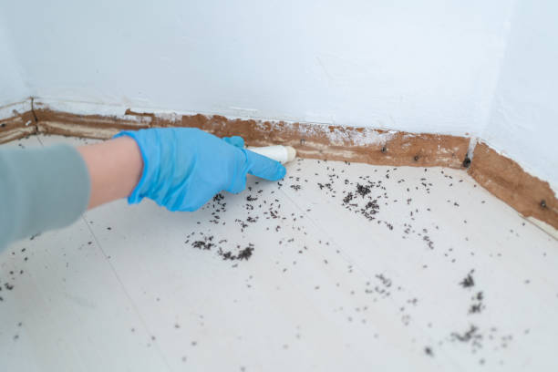Best Wasp Removal Services  in Paramount Long Meadow, MD